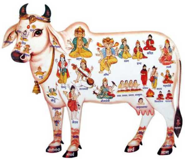Cow Mantra - Rituals & Mantra to Worship Cows, Cow Puja